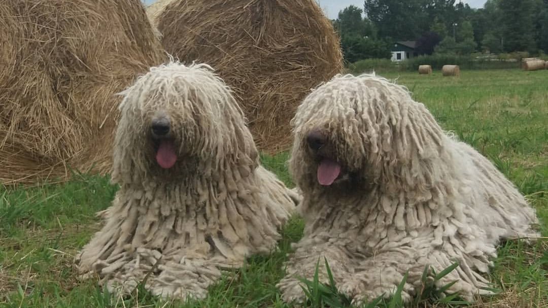 Anda-Marócsek Anita az Andaházi Tanyák őre komondor kennel tulajdonosának fotója